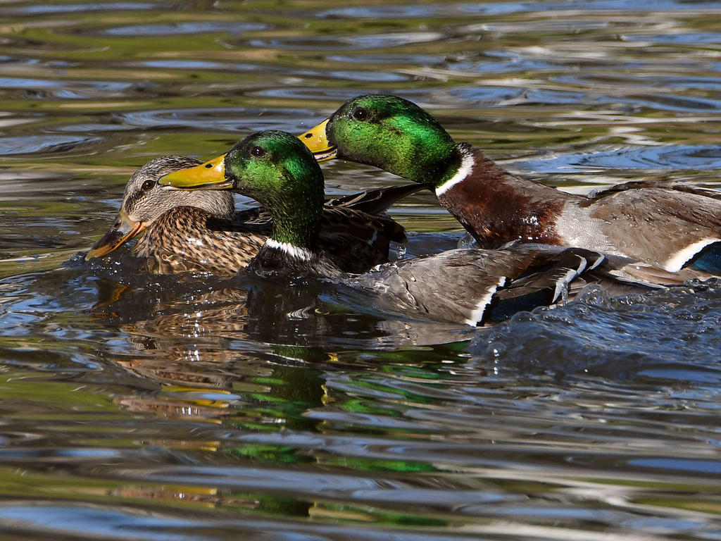Mallard.jpg