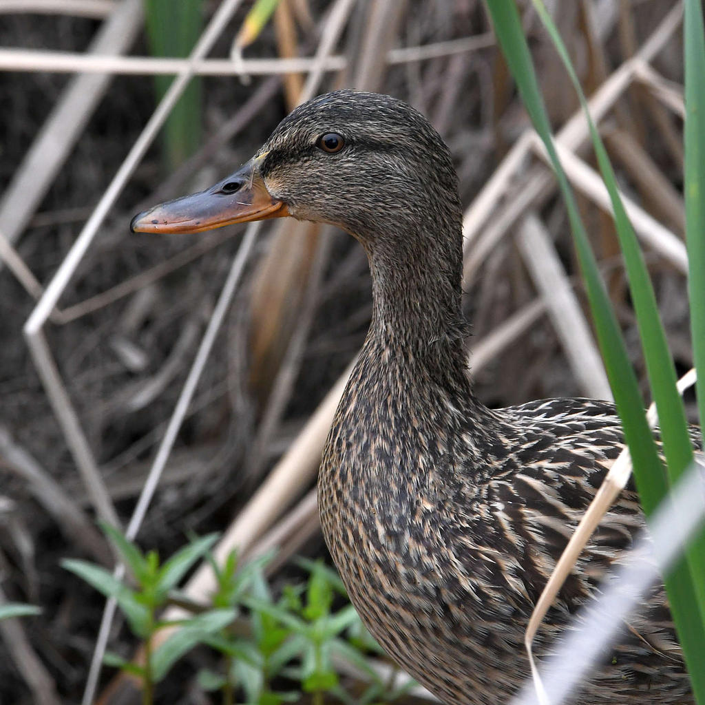 Mallard.jpg