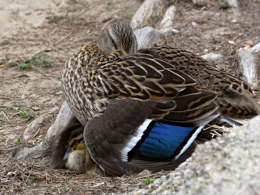 Mallard.jpg