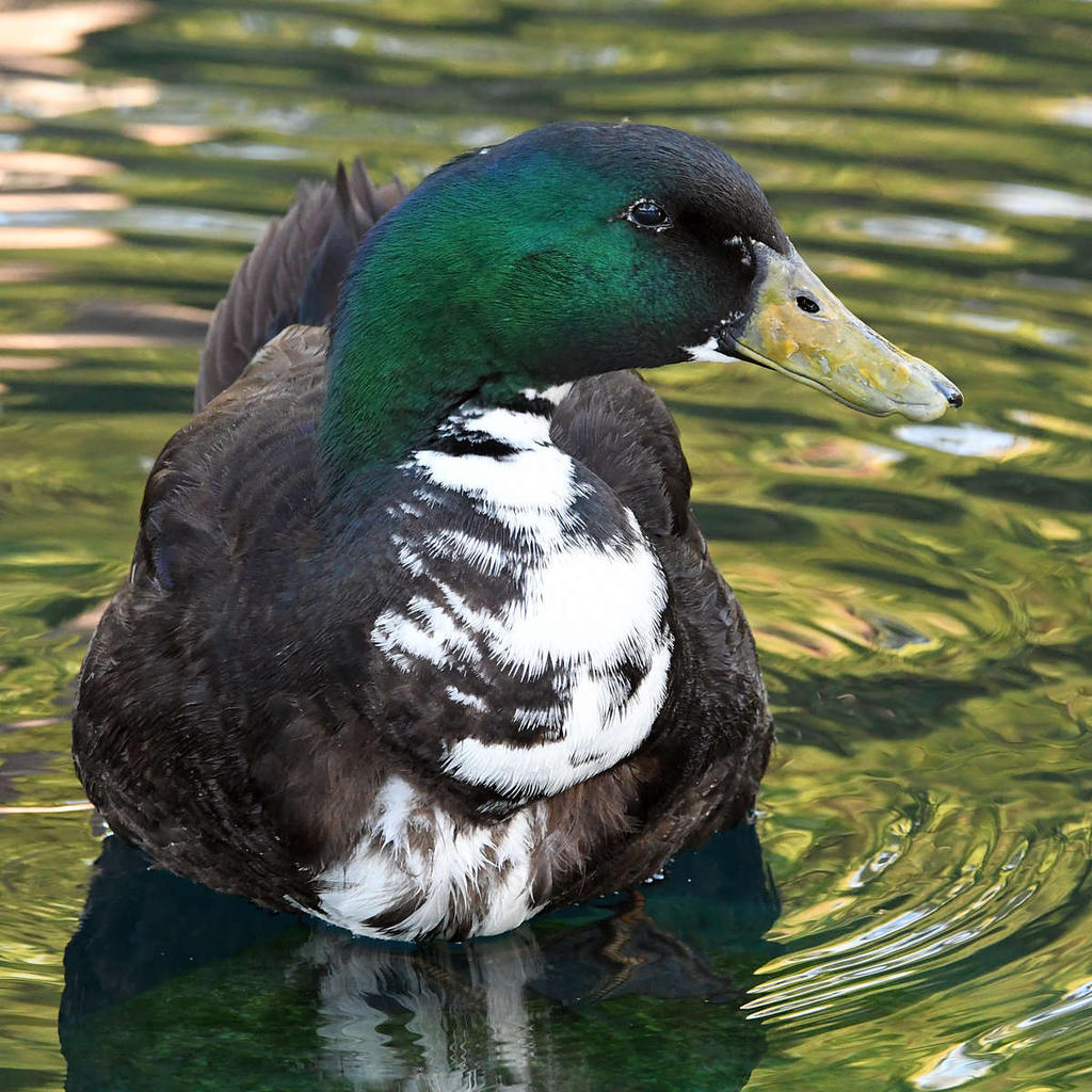 Mallard.jpg