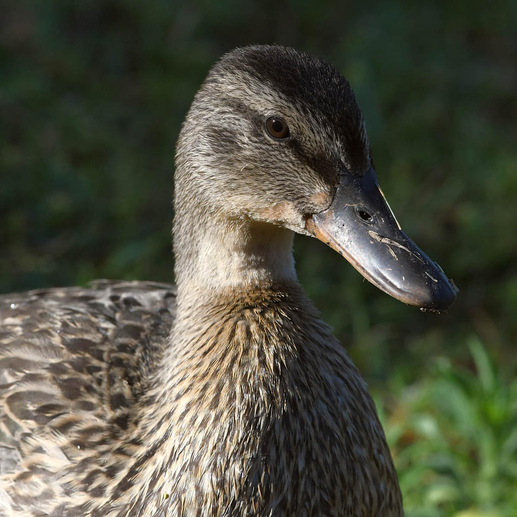 Mallard.jpg