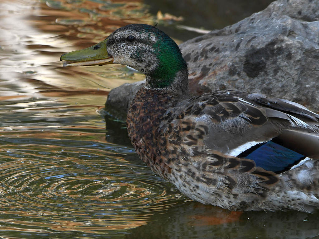 Mallard.jpg