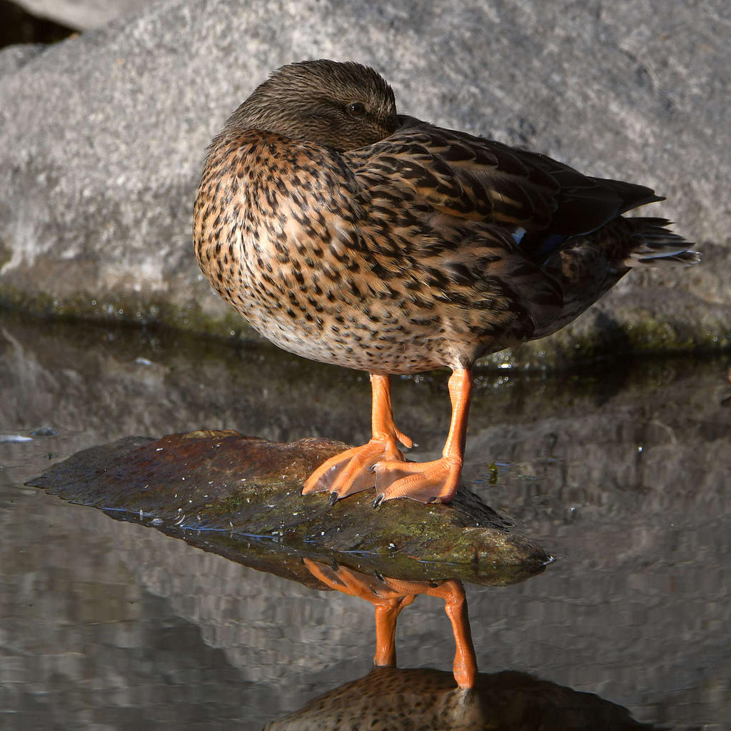 Mallard.jpg