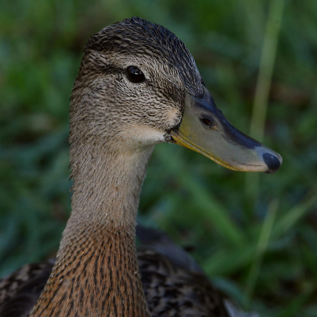 Mallard.jpg