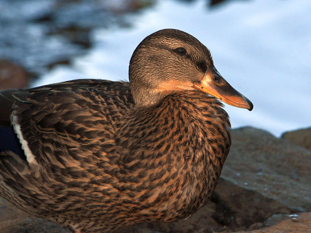 Mallard.jpg