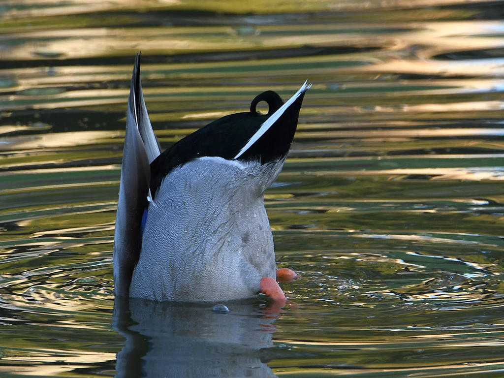 Mallard.jpg