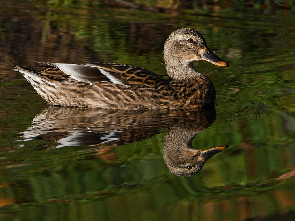 Mallard.jpg