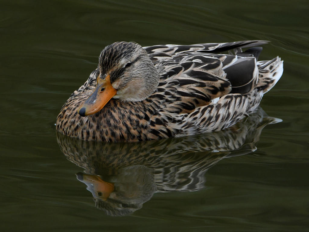 Mallard.jpg