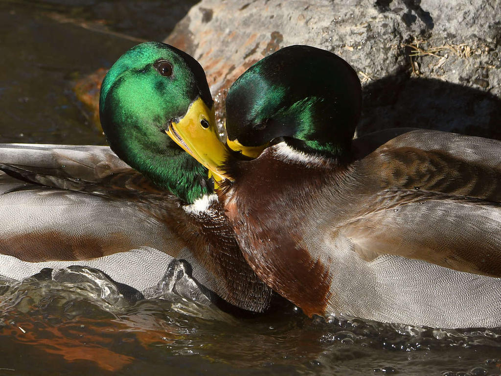 Mallard.jpg