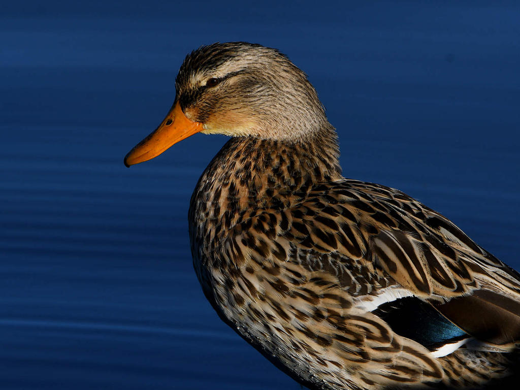 Mallard.jpg
