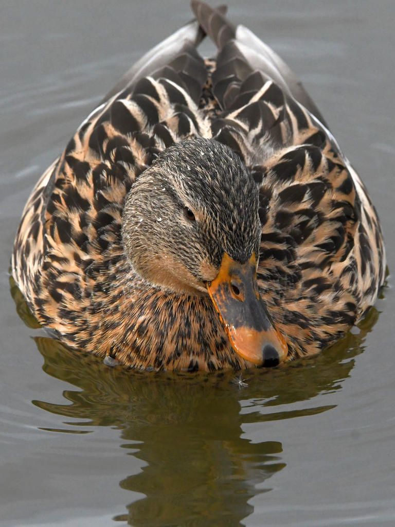 Mallard.jpg