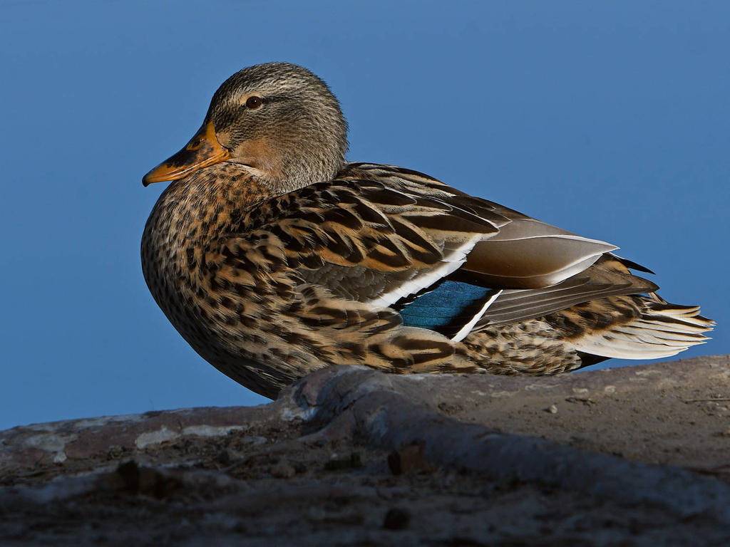 Mallard.jpg