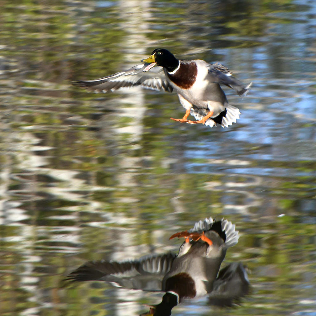 Mallard.jpg