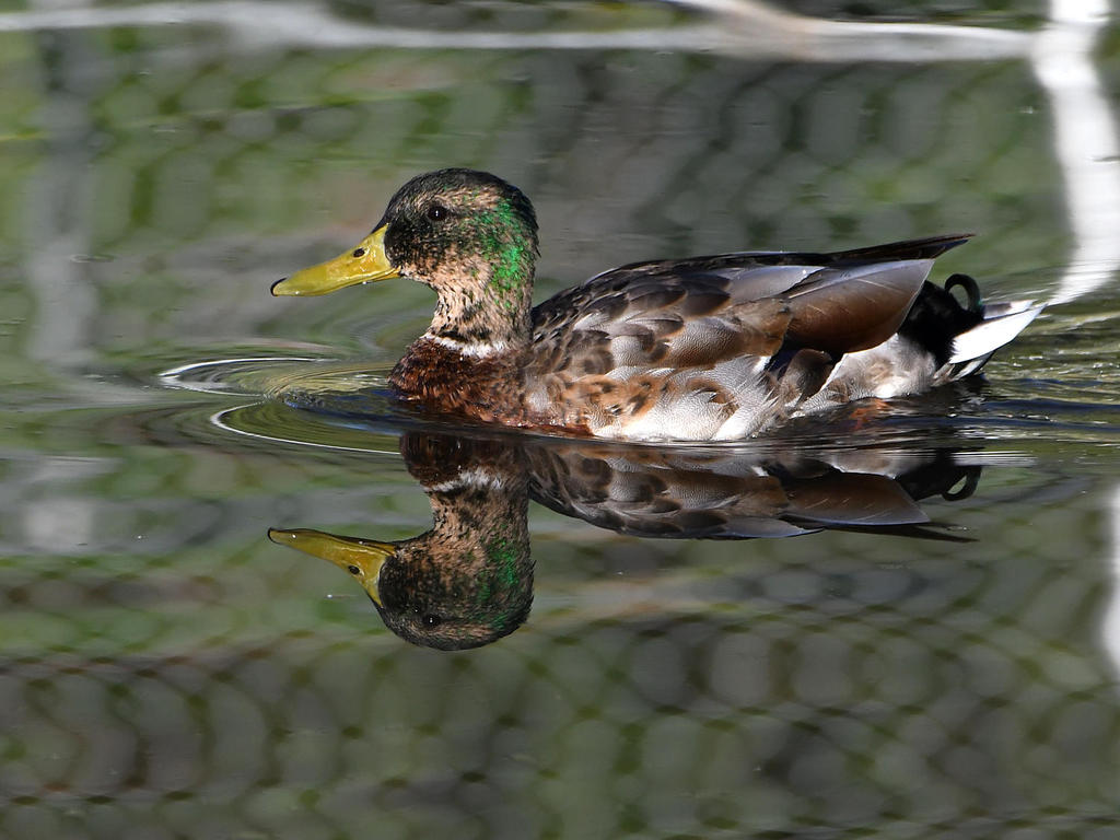 Mallard.jpg