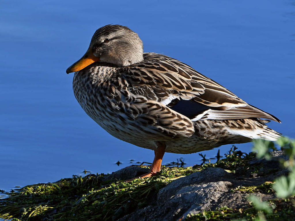 Mallard.jpg