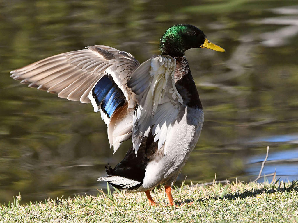 Mallard.jpg
