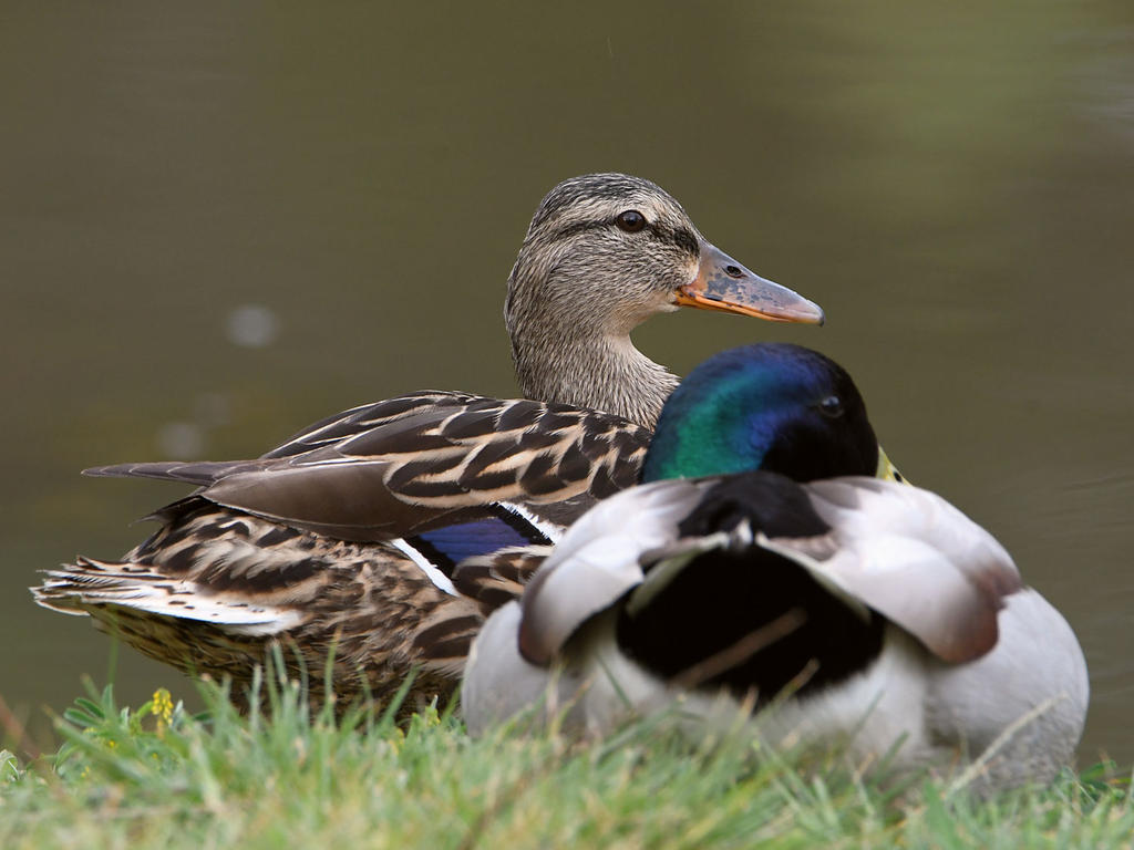 Mallard.jpg