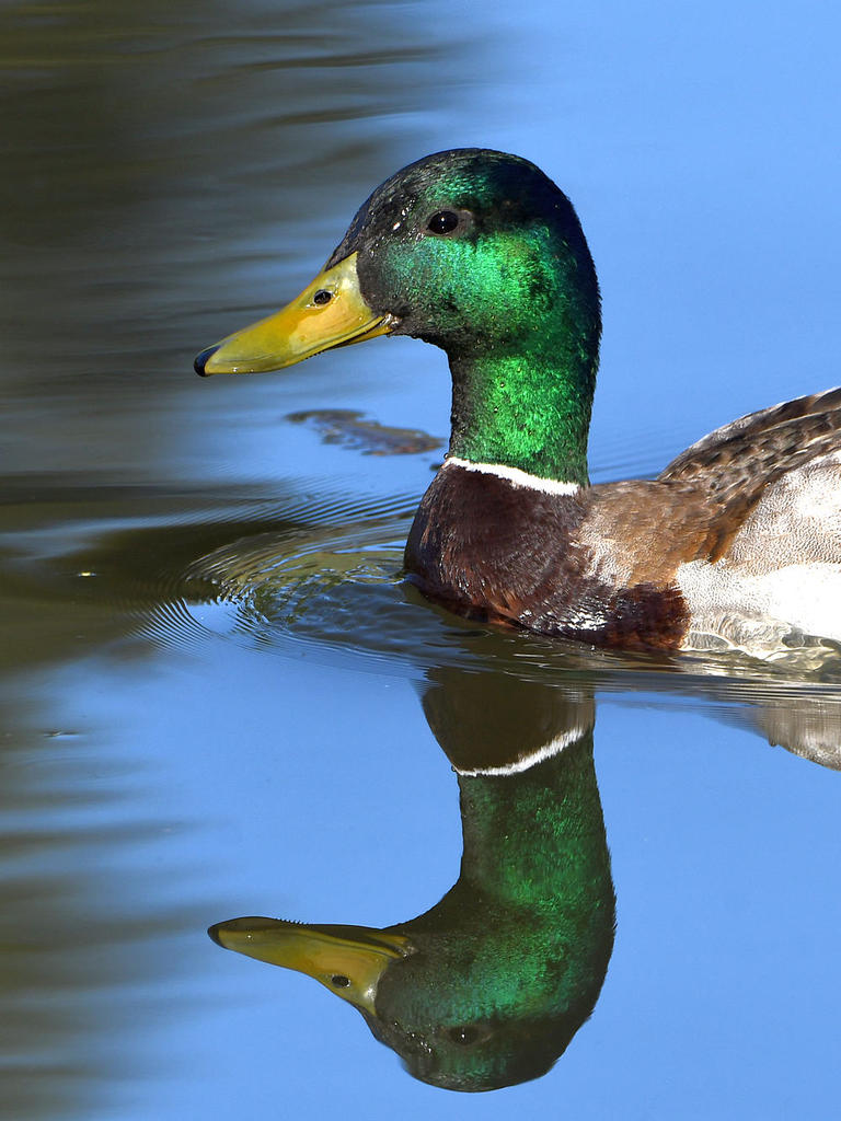 Mallard.jpg