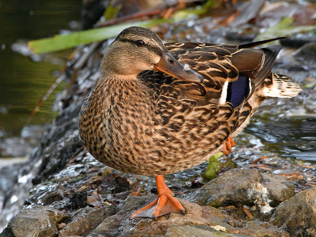Mallard.jpg