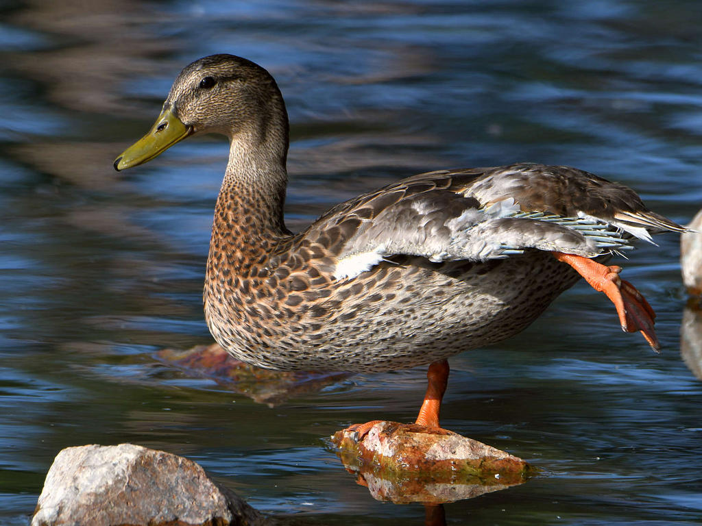 Mallard.jpg