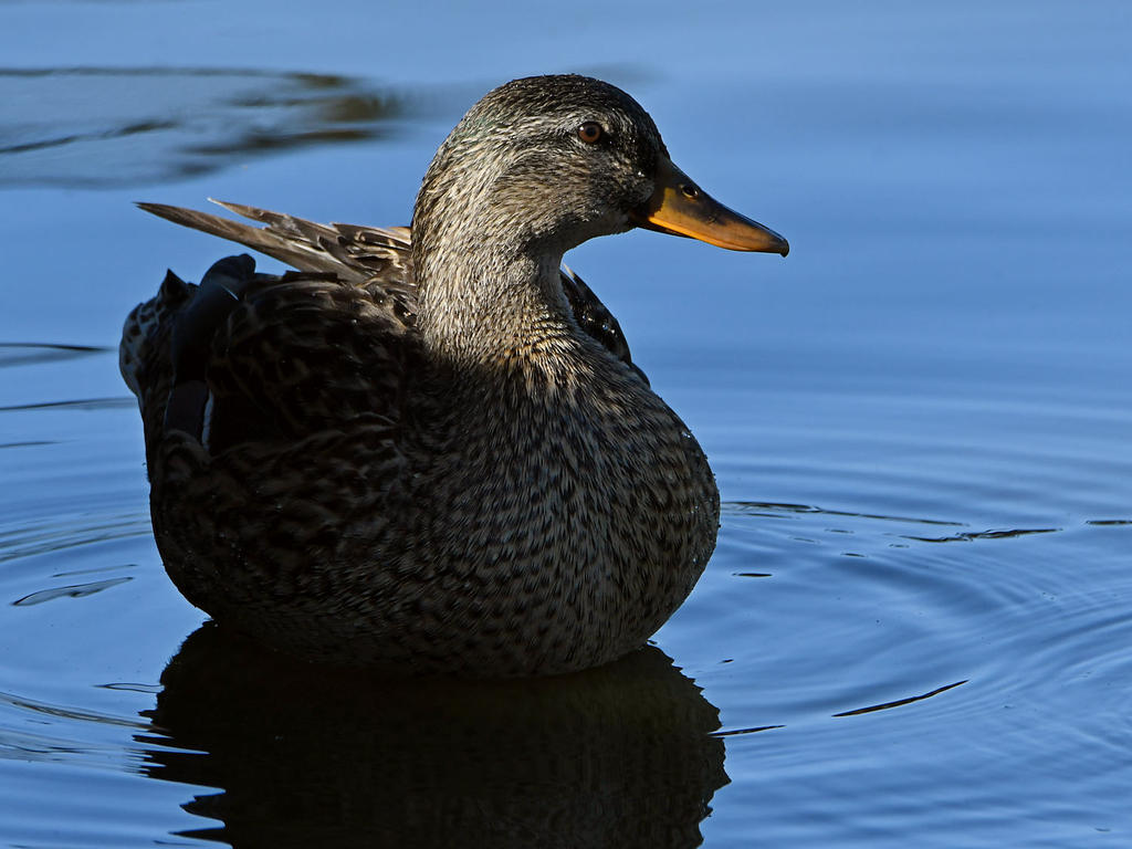 Mallard.jpg