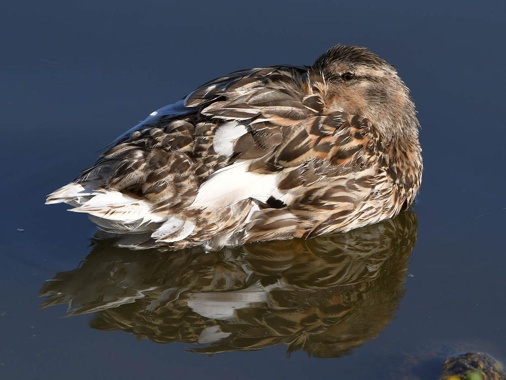 Mallard.jpg