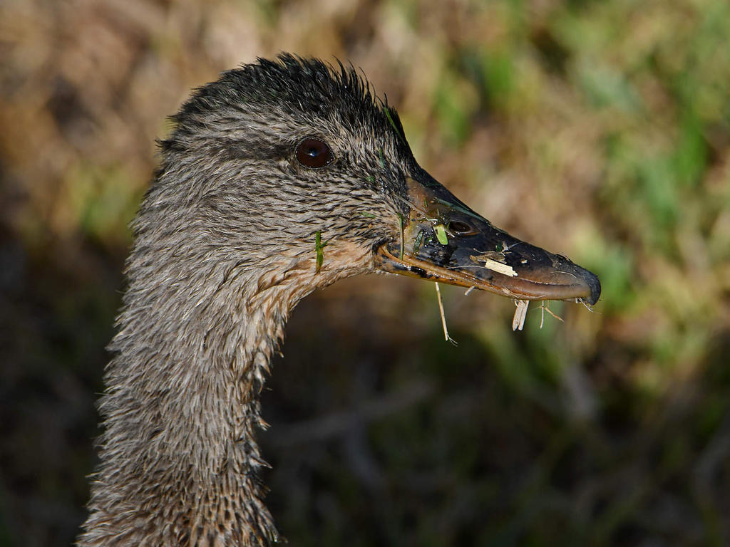 Mallard.jpg