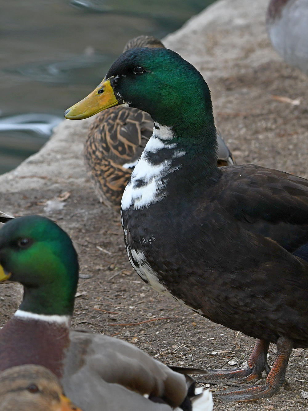 Mallard.jpg