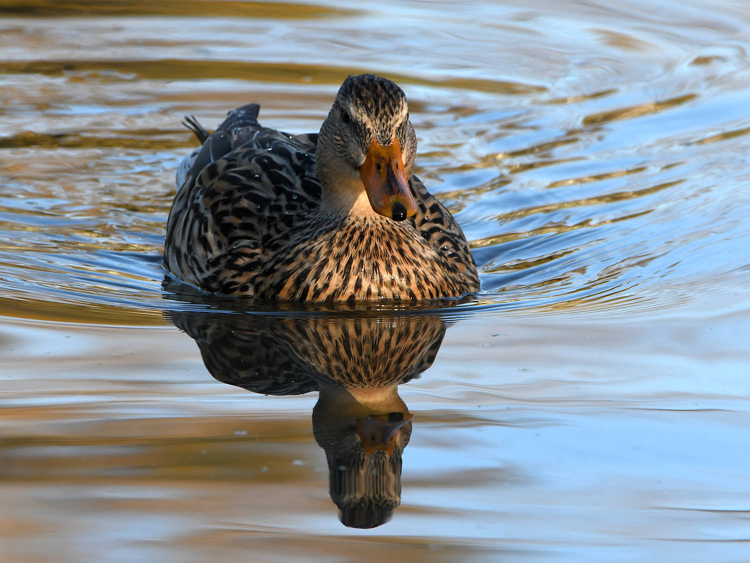 Mallard.jpg