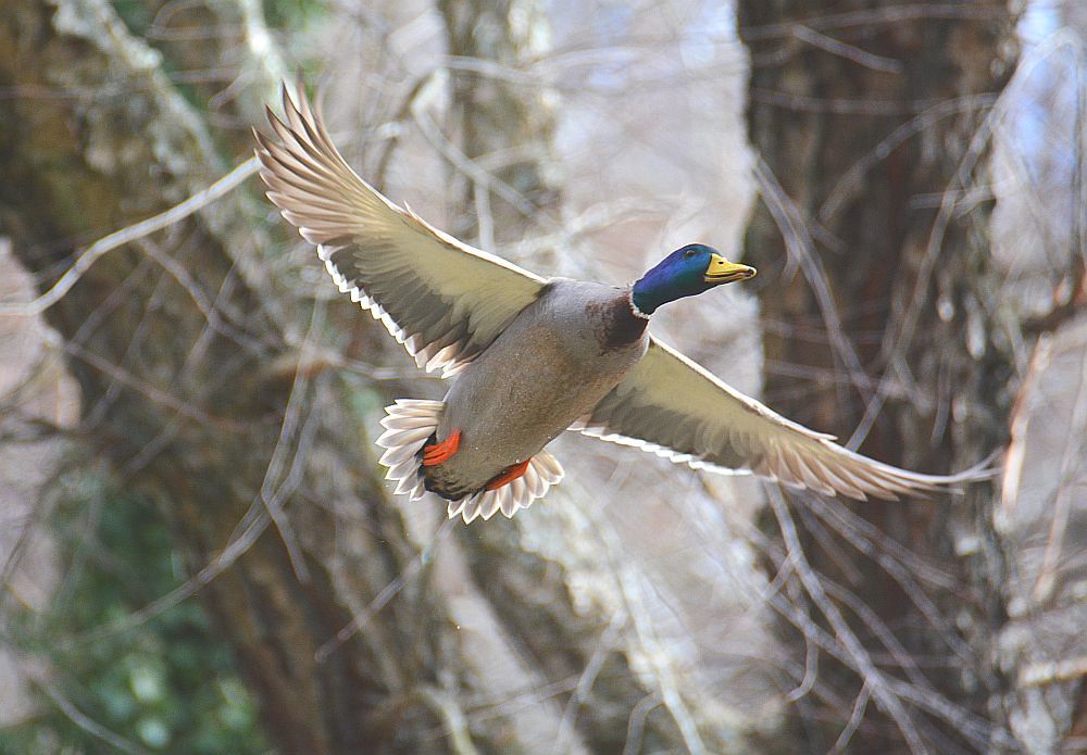 mallard.jpg