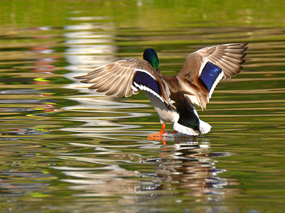 Mallard2.jpg