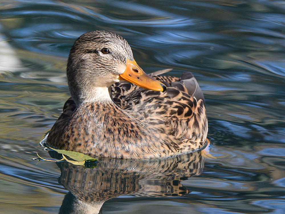 Mallard2.jpg