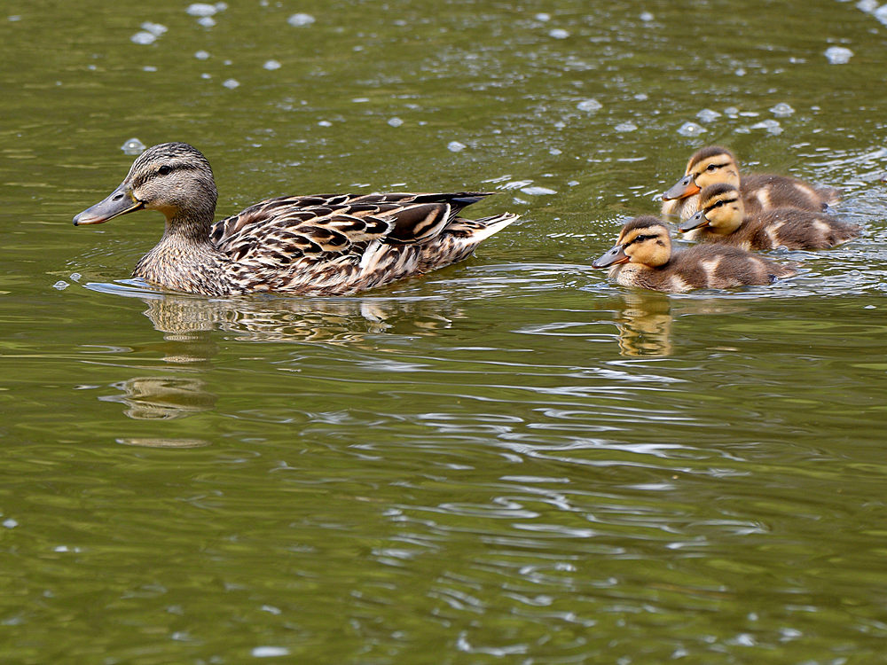 Mallard2.jpg