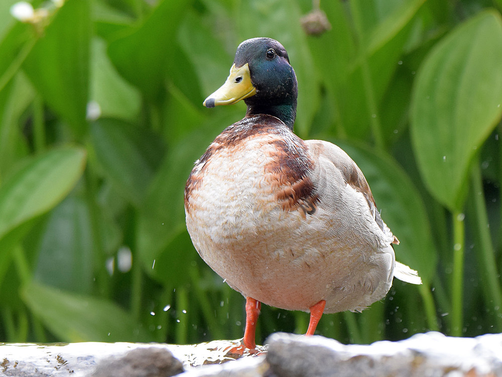 Mallard2.jpg
