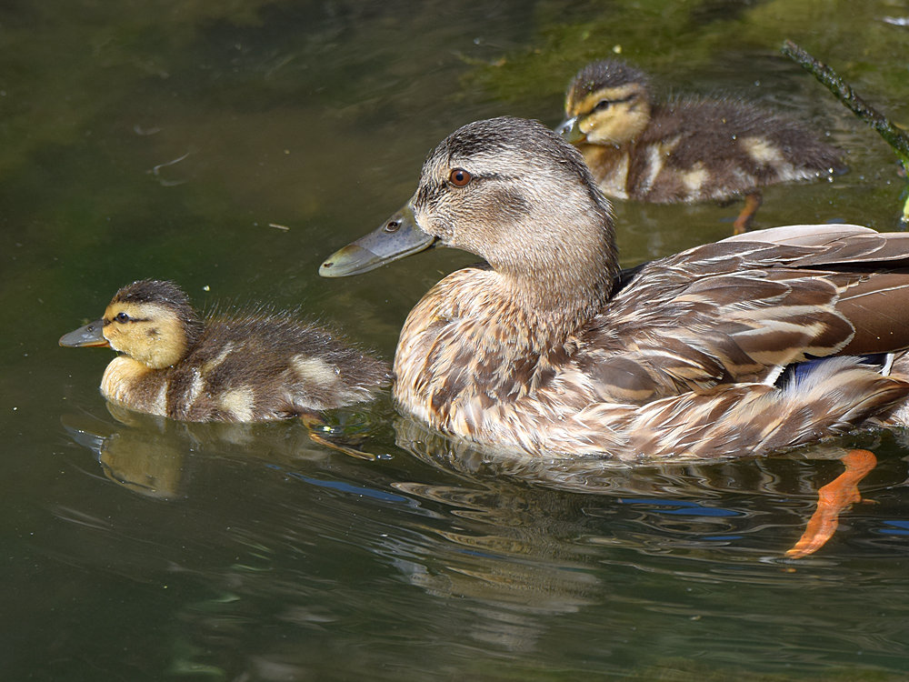 Mallard2.jpg