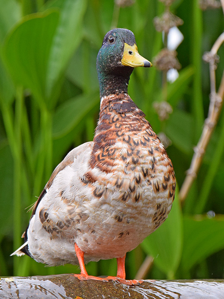 Mallard2.jpg