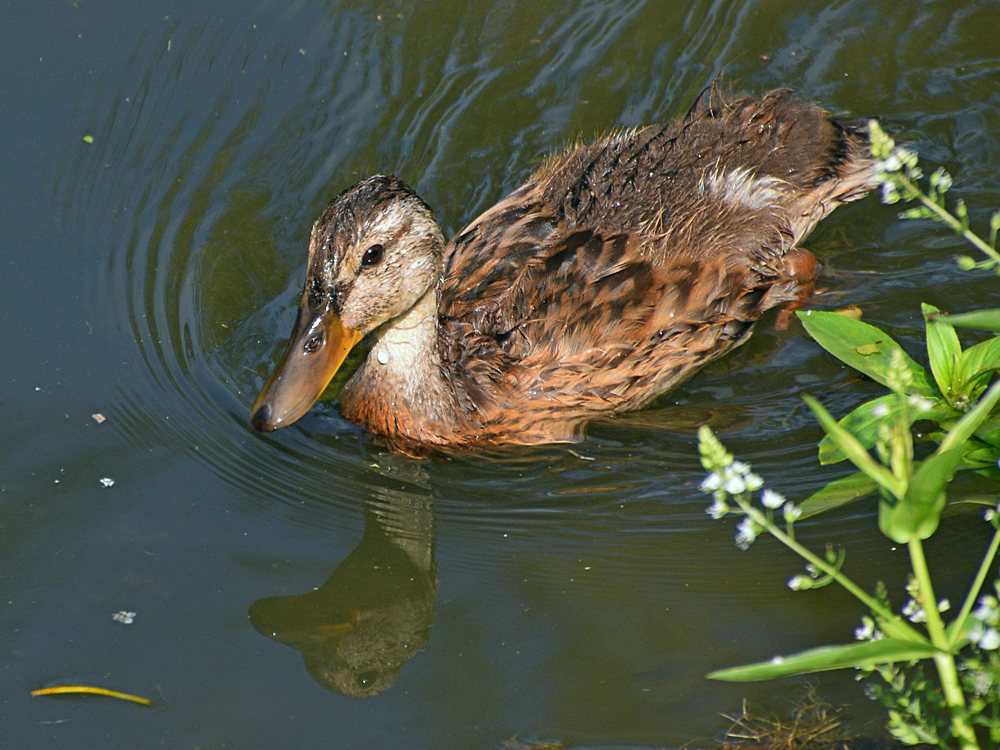 Mallard2.jpg