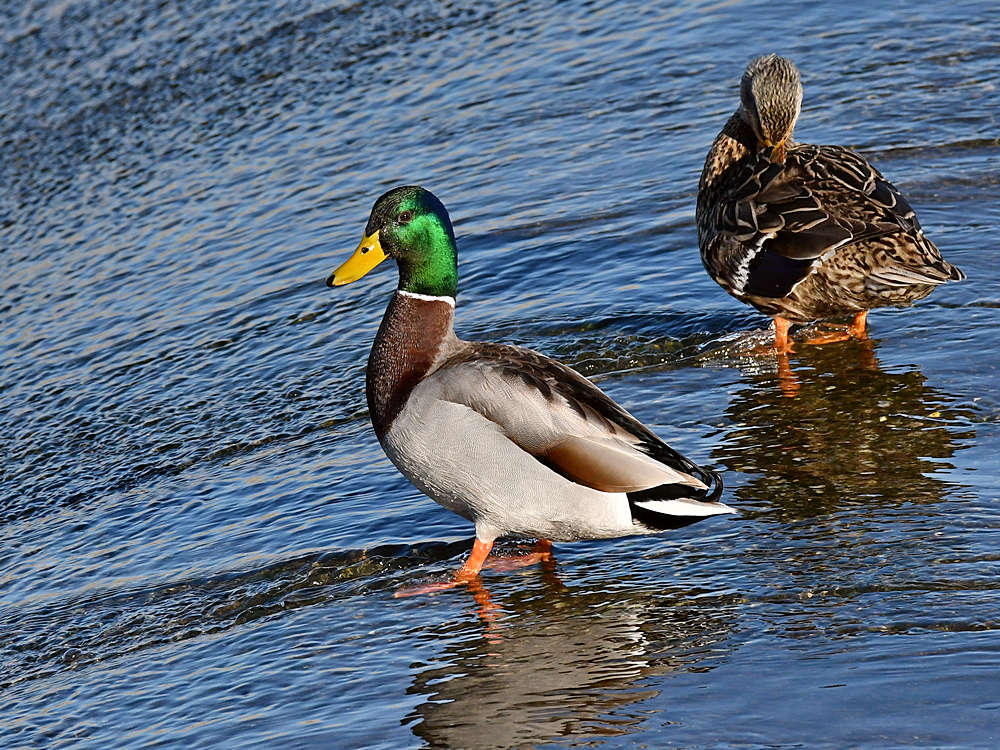 Mallard2.jpg