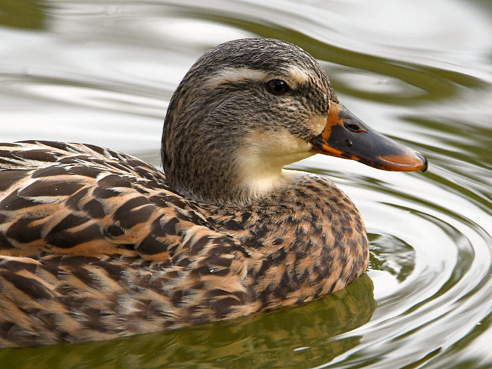 Mallard2.jpg