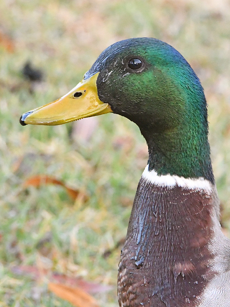 Mallard2.jpg