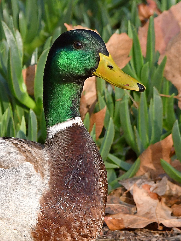 Mallard2.jpg