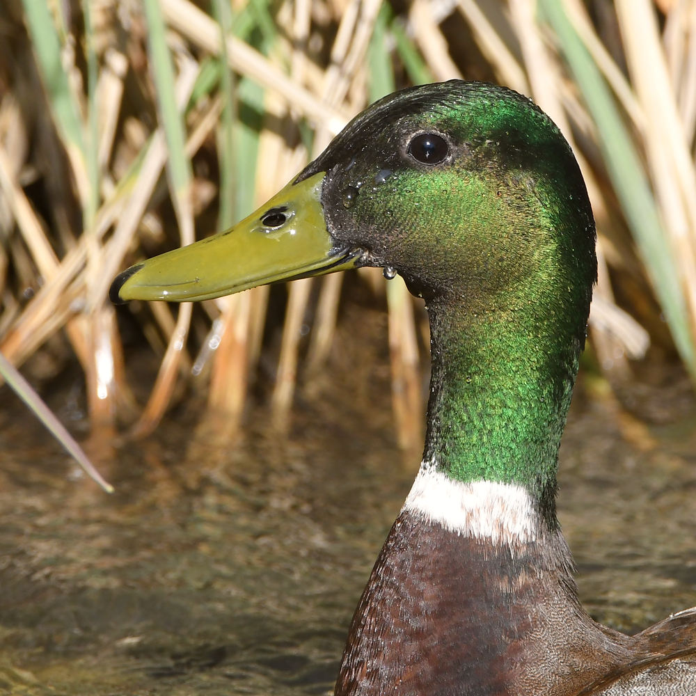 Mallard2.jpg