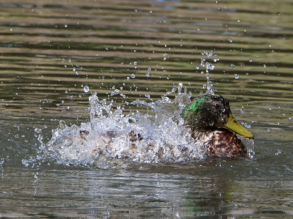 Mallard2.jpg