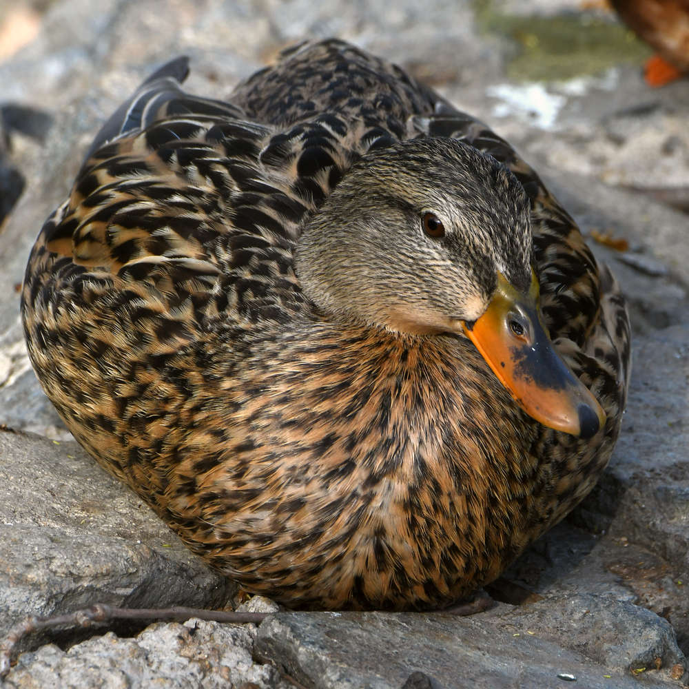 Mallard2.jpg