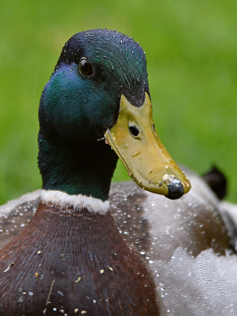 Mallard2.jpg