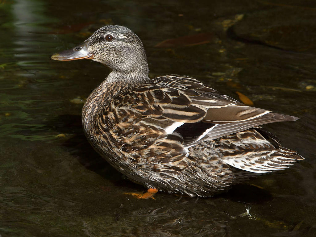 Mallard2.jpg