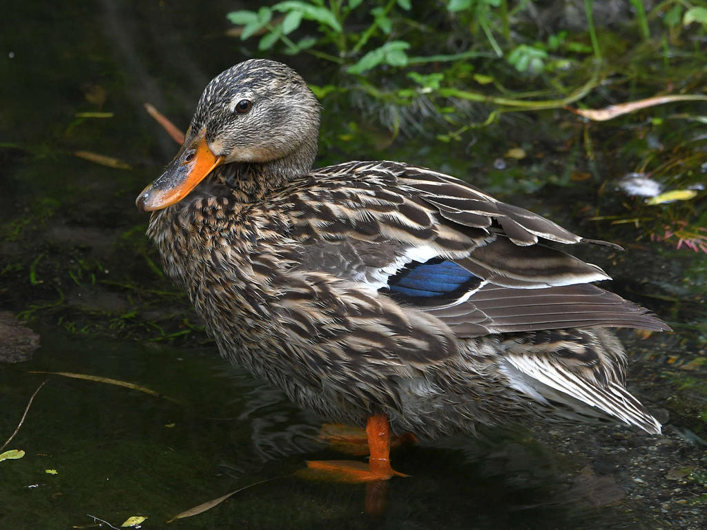 Mallard2.jpg