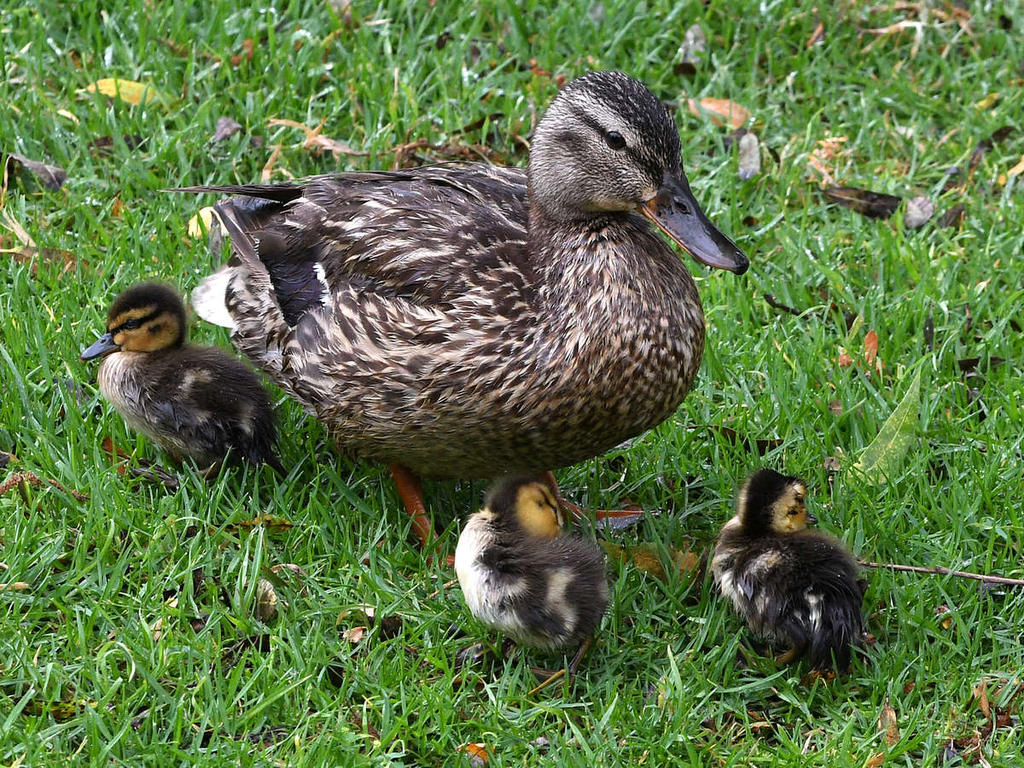 Mallard2.jpg