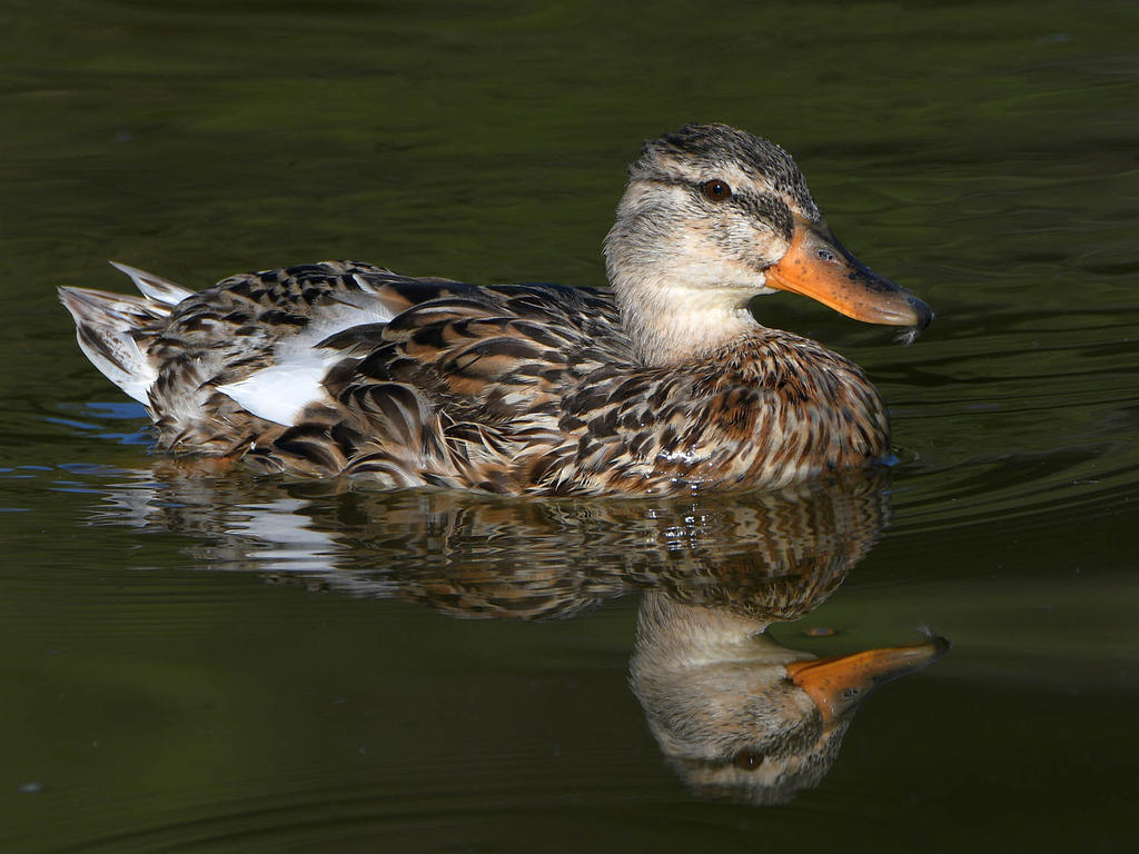Mallard2.jpg