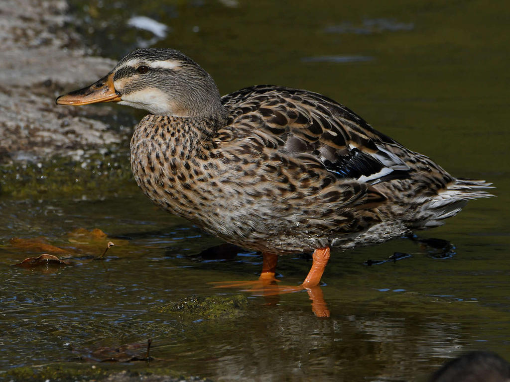 Mallard2.jpg